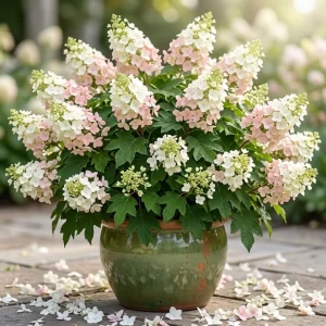 Pink Oakleaf Hydrangea Live Plant – Soft Pink Flowers, 6-12" Tall, 4" Pot - Image 1