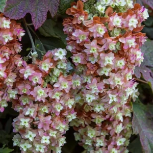 Pink Oakleaf Hydrangea Live Plant – Soft Pink Flowers, 6-12" Tall, 4" Pot - Image 5