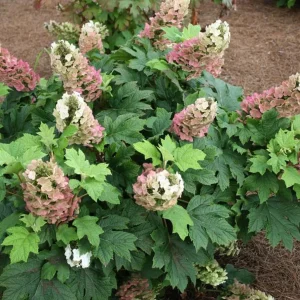 Pink Oakleaf Hydrangea Live Plant – Soft Pink Flowers, 6-12" Tall, 4" Pot - Image 6