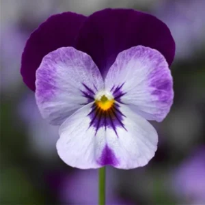 Pink Pansy Mix Viola Flower Seeds - 25 Seeds - Cold Resistant - Self-Pollinating - Image 10