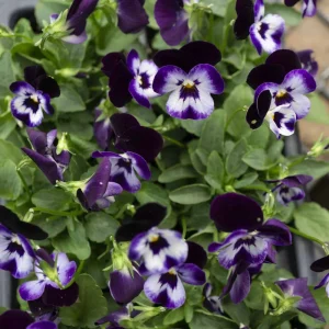Pink Pansy Mix Viola Flower Seeds - 25 Seeds - Cold Resistant - Self-Pollinating - Image 11