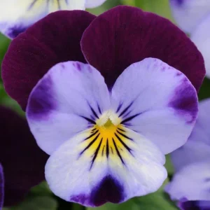 Pink Pansy Mix Viola Flower Seeds - 25 Seeds - Cold Resistant - Self-Pollinating - Image 12