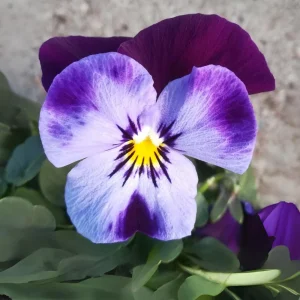 Pink Pansy Mix Viola Flower Seeds - 25 Seeds - Cold Resistant - Self-Pollinating - Image 13