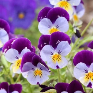 Pink Pansy Mix Viola Flower Seeds - 25 Seeds - Cold Resistant - Self-Pollinating - Image 2