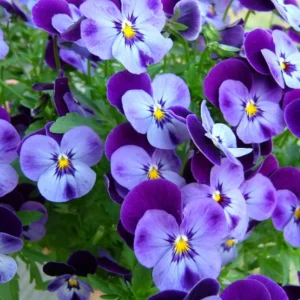 Pink Pansy Mix Viola Flower Seeds - 25 Seeds - Cold Resistant - Self-Pollinating - Image 3