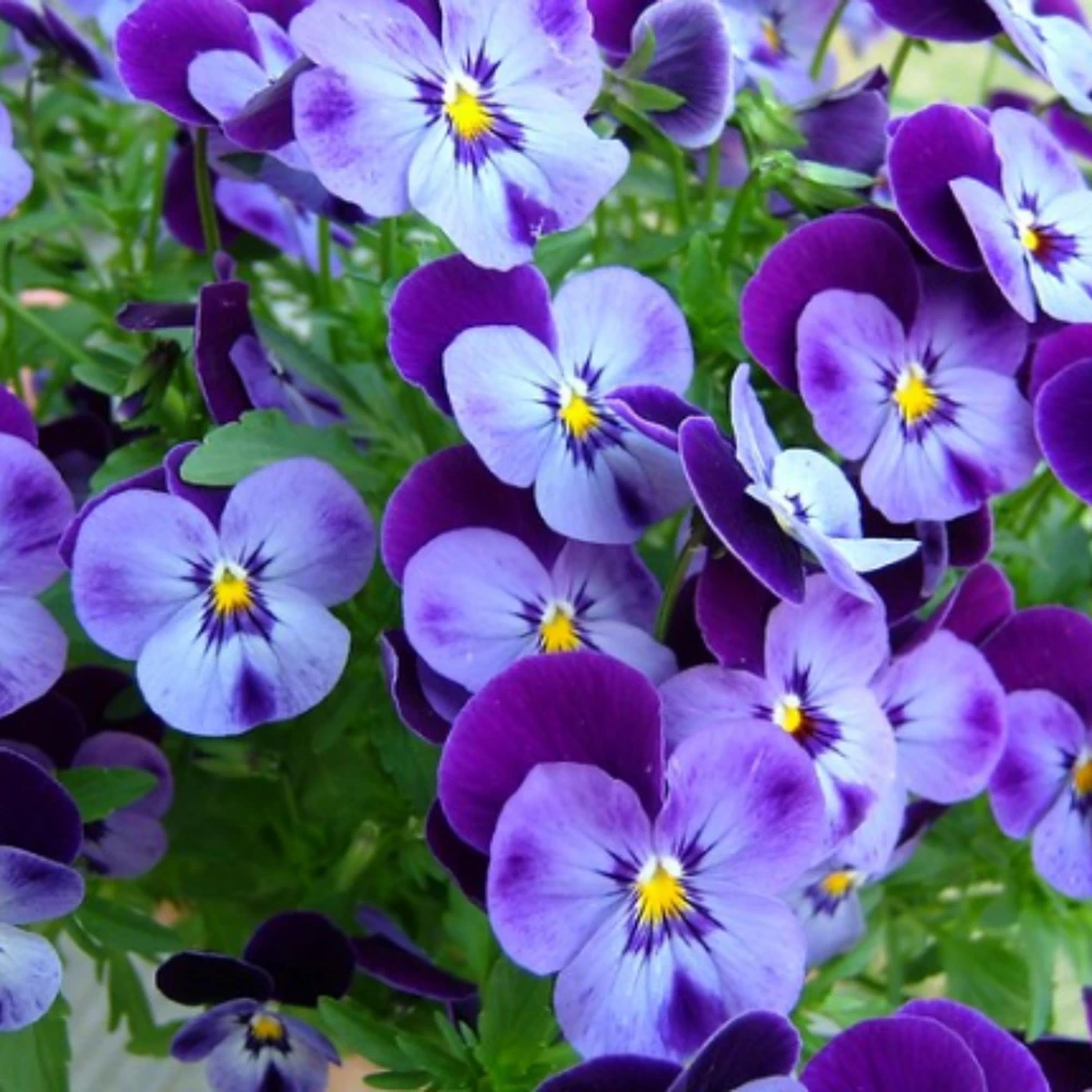 Pink Pansy Mix Viola Flower Seeds - 25 Seeds - Cold Resistant - Self-Pollinating - Image 3