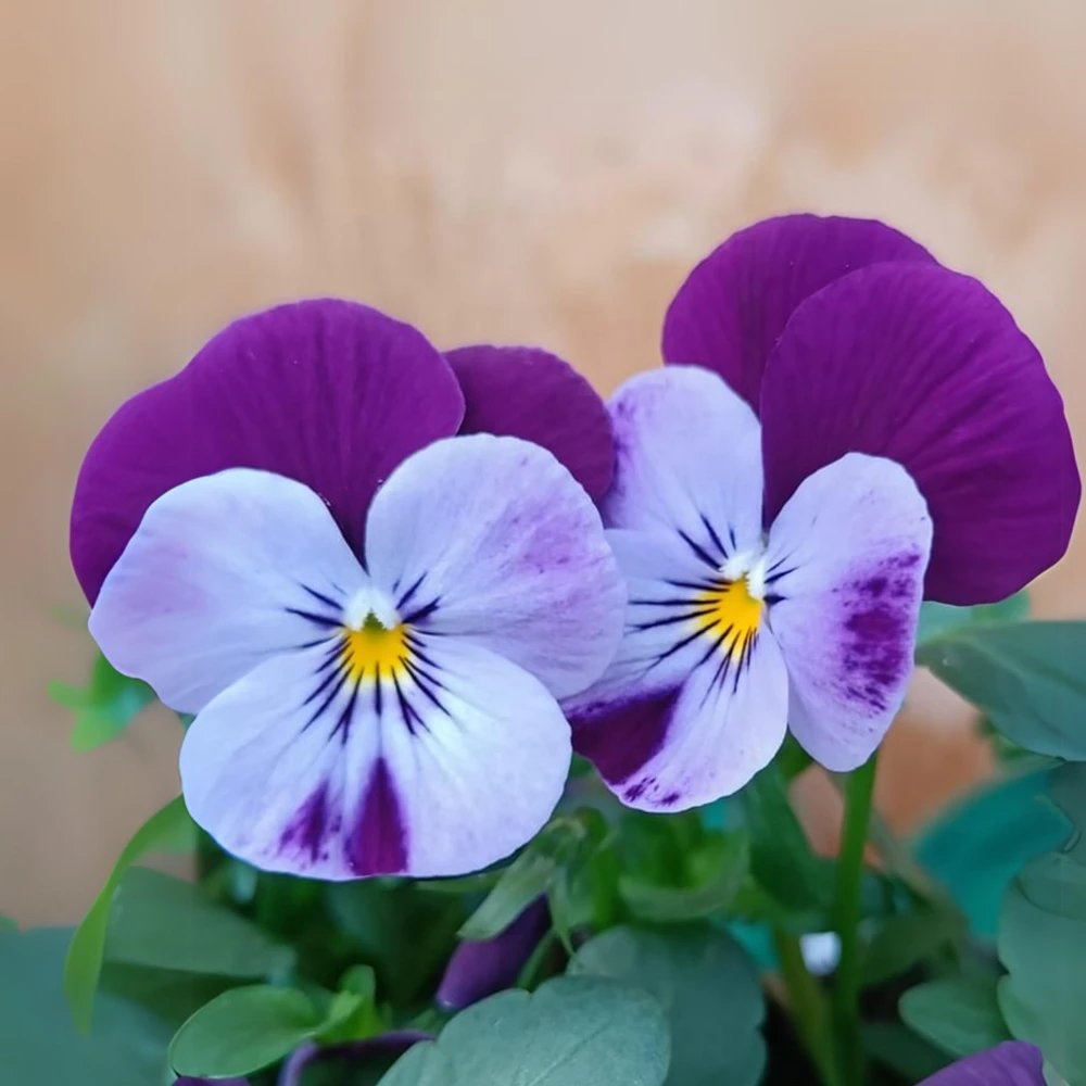 Pink Pansy Mix Viola Flower Seeds - 25 Seeds - Cold Resistant - Self-Pollinating - Image 4