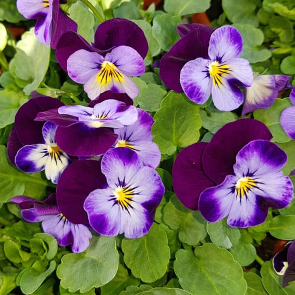 Pink Pansy Mix Viola Flower Seeds - 25 Seeds - Cold Resistant - Self-Pollinating - Image 5