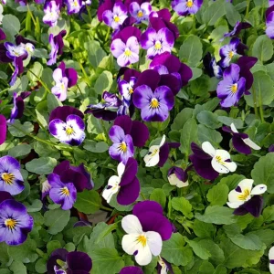 Pink Pansy Mix Viola Flower Seeds - 25 Seeds - Cold Resistant - Self-Pollinating - Image 6