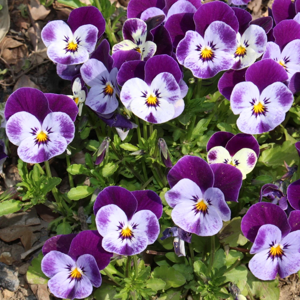 Pink Pansy Mix Viola Flower Seeds - 25 Seeds - Cold Resistant - Self-Pollinating - Image 7