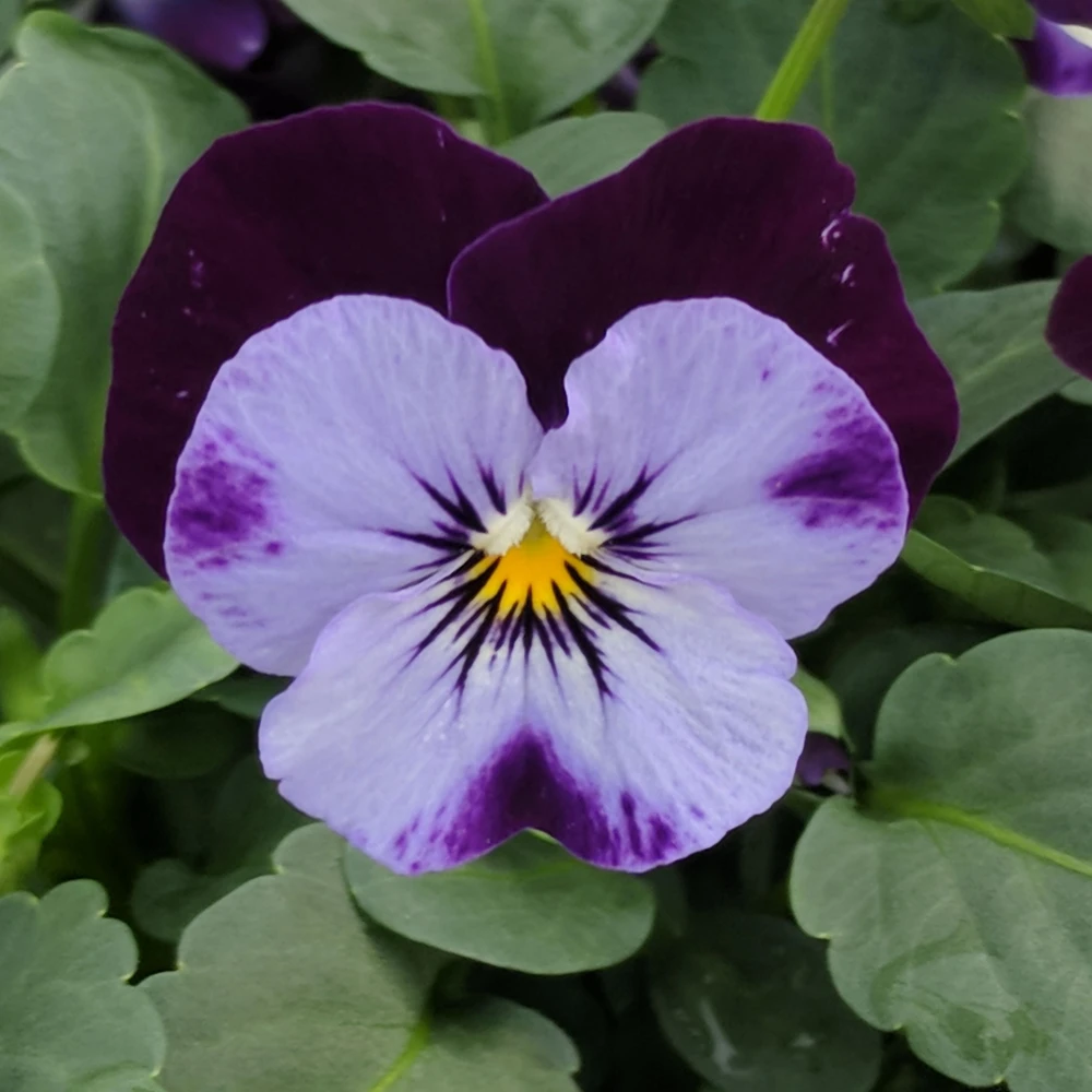 Pink Pansy Mix Viola Flower Seeds - 25 Seeds - Cold Resistant - Self-Pollinating - Image 8