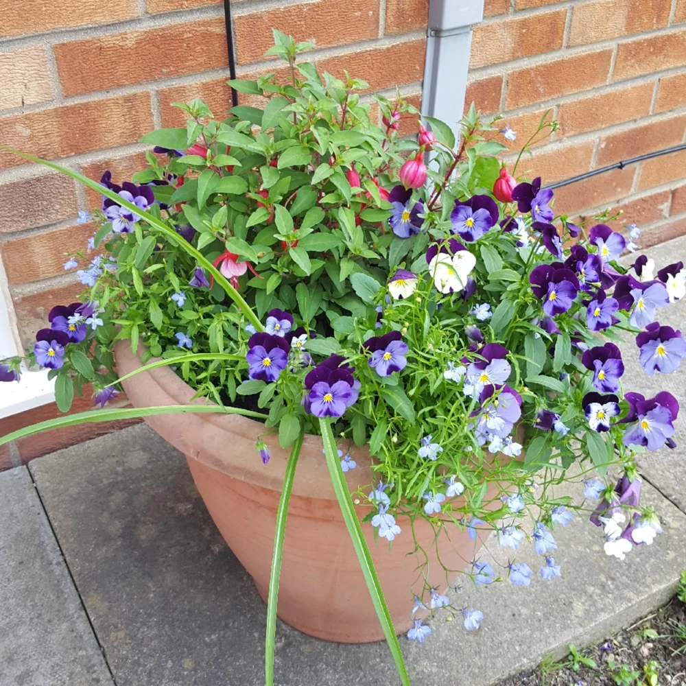 Pink Pansy Mix Viola Flower Seeds - 25 Seeds - Cold Resistant - Self-Pollinating - Image 9