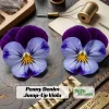 Pink Pansy Mix Viola Flower Seeds - 25 Seeds - Cold Resistant - Self-Pollinating - Image 1