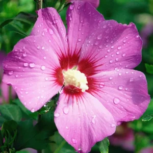 Pink Rose of Sharon Live Plant - Hardy Hibiscus Syriacus Shrub, 2-Pack, 8-12 Inch Tall, Quart Pot, Outdoor - Image 2