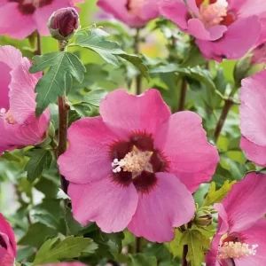 Pink Rose of Sharon Live Plant - Hardy Hibiscus Syriacus Shrub, 2-Pack, 8-12 Inch Tall, Quart Pot, Outdoor - Image 4