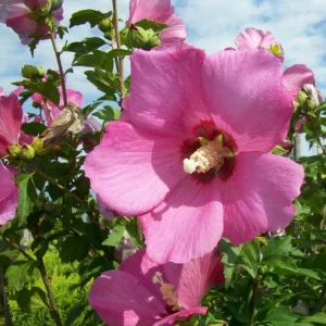 Pink Rose of Sharon Live Plant - Hardy Hibiscus Syriacus Shrub, 2-Pack, 8-12 Inch Tall, Quart Pot, Outdoor - Image 6