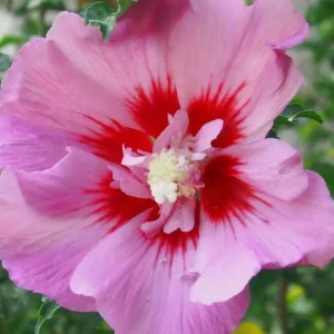 Pink Rose of Sharon Live Plant - Hardy Hibiscus Syriacus Shrub, 2-Pack, 8-12 Inch Tall, Quart Pot, Outdoor - Image 7