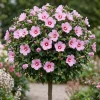 Pink Rose of Sharon Live Plant - Hardy Hibiscus Syriacus Shrub, 2-Pack, 8-12 Inch Tall, Quart Pot, Outdoor - Image 1