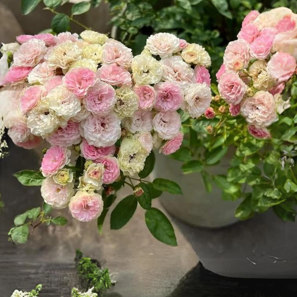Pink Rose Seeds - 30 Pack - Cold Hardy, Fragrant Garden Flower Seeds - Image 10