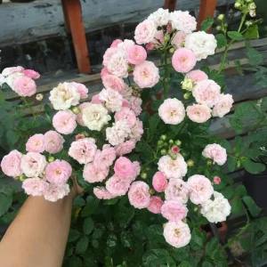 Pink Rose Seeds - 30 Pack - Cold Hardy, Fragrant Garden Flower Seeds - Image 12