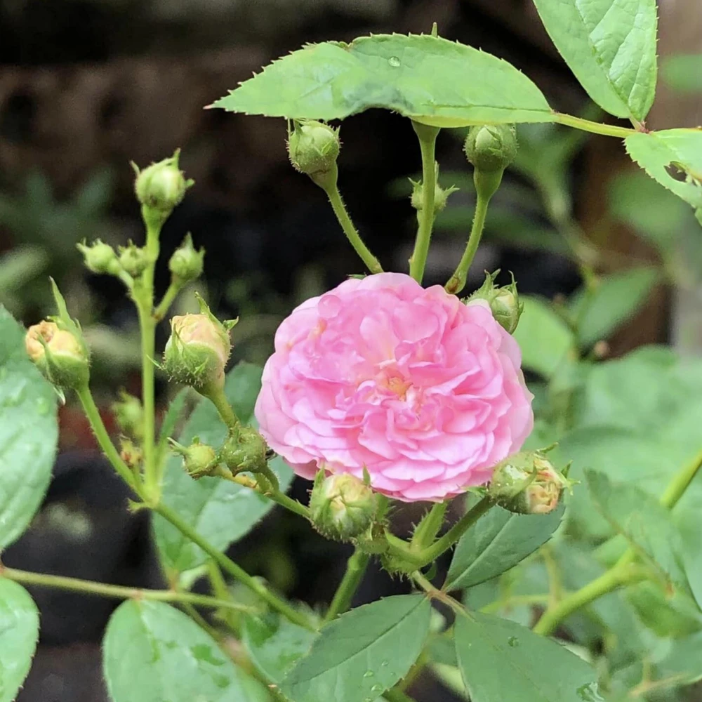 Pink Rose Seeds - 30 Pack - Cold Hardy, Fragrant Garden Flower Seeds - Image 13