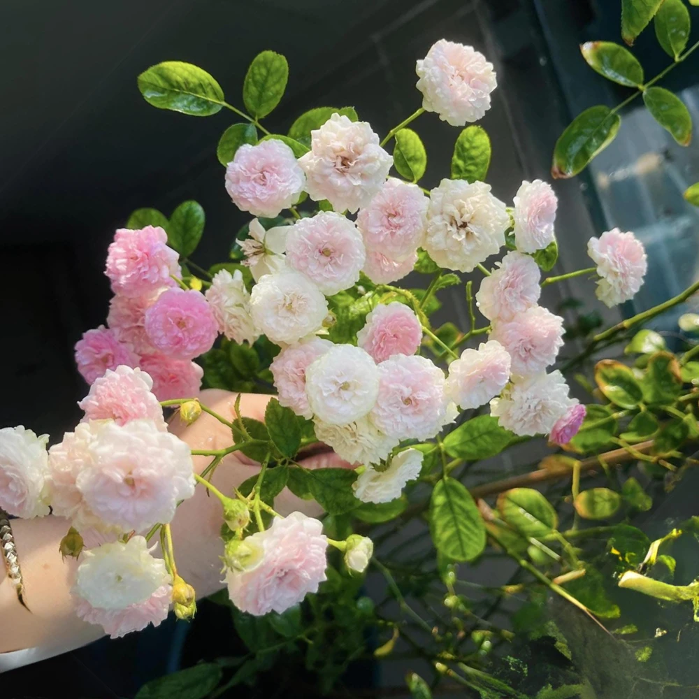 Pink Rose Seeds - 30 Pack - Cold Hardy, Fragrant Garden Flower Seeds - Image 14