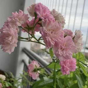Pink Rose Seeds - 30 Pack - Cold Hardy, Fragrant Garden Flower Seeds - Image 19