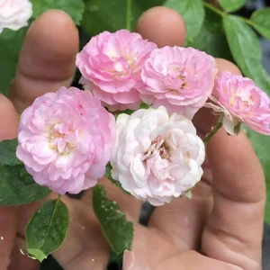Pink Rose Seeds - 30 Pack - Cold Hardy, Fragrant Garden Flower Seeds - Image 3