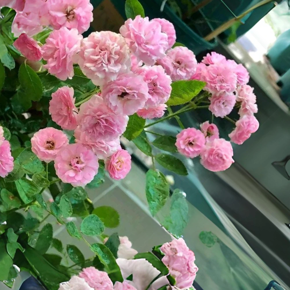 Pink Rose Seeds - 30 Pack - Cold Hardy, Fragrant Garden Flower Seeds - Image 4
