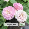 Pink Rose Seeds - 30 Pack - Cold Hardy, Fragrant Garden Flower Seeds - Image 1