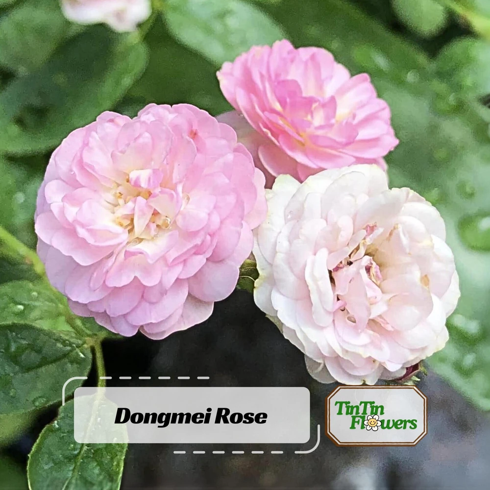 Pink Rose Seeds - 30 Pack - Cold Hardy, Fragrant Garden Flower Seeds - Image 1