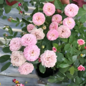 Pink Rose Seeds - 30 Pack - Cold Hardy, Fragrant Garden Flower Seeds - Image 5