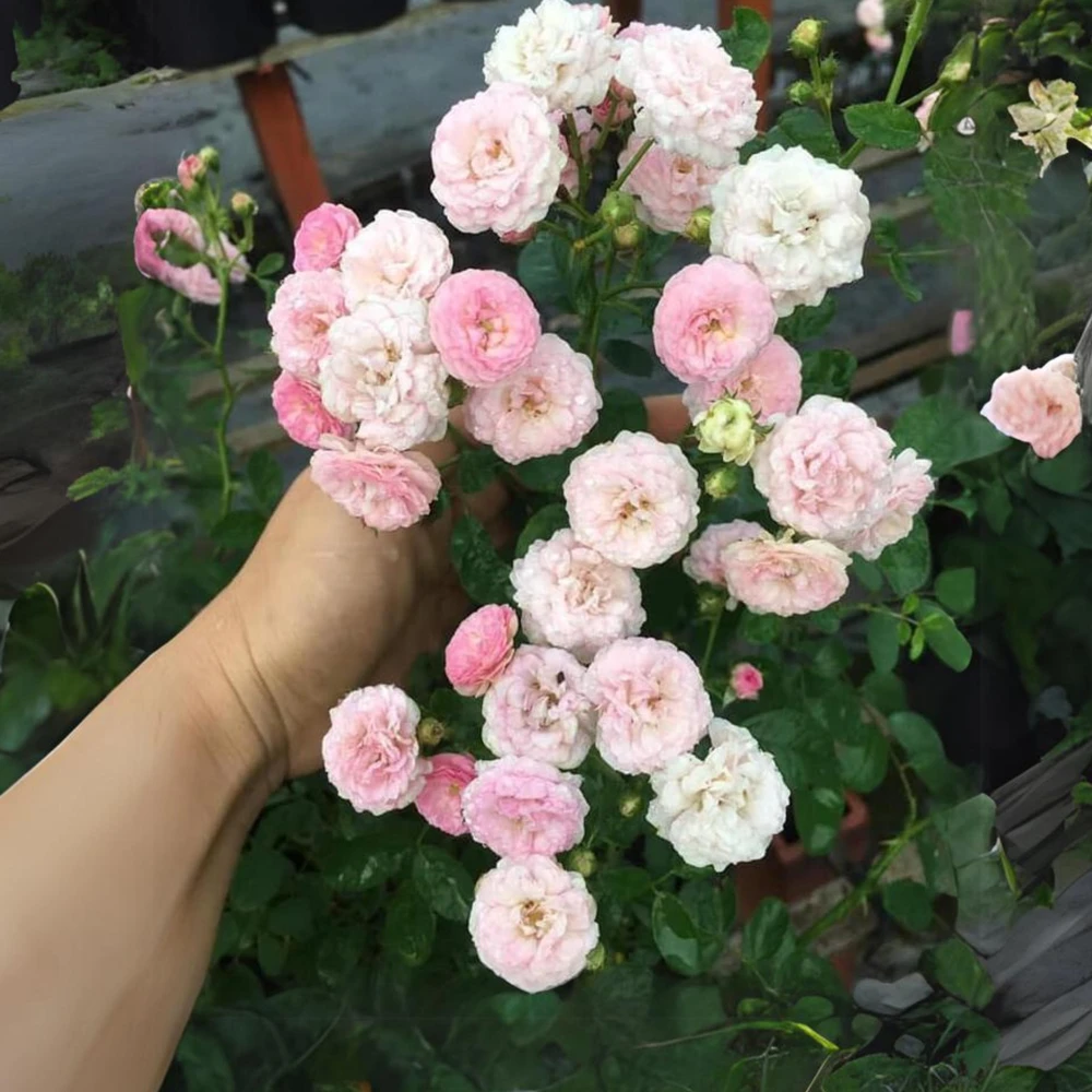 Pink Rose Seeds - 30 Pack - Cold Hardy, Fragrant Garden Flower Seeds - Image 6