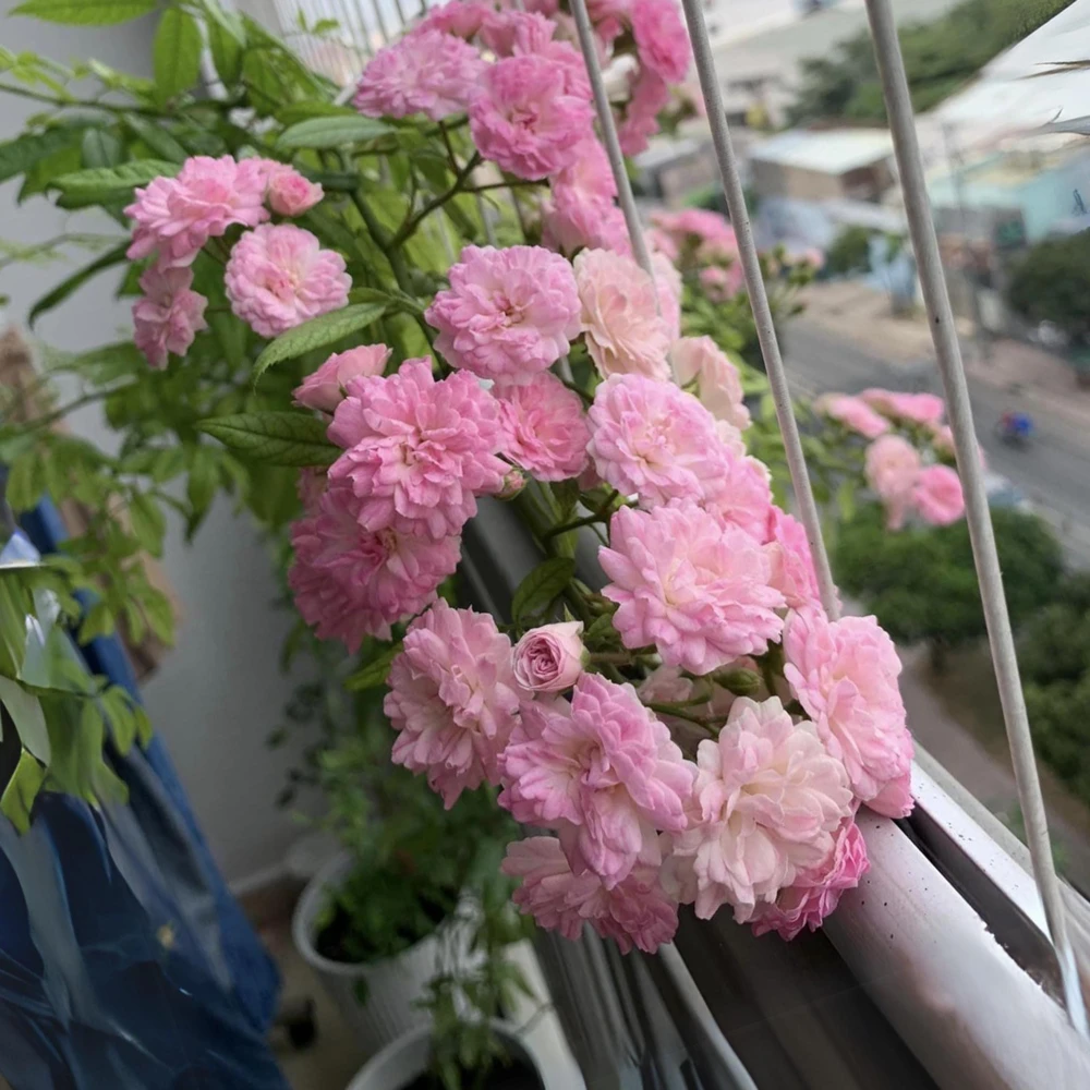 Pink Rose Seeds - 30 Pack - Cold Hardy, Fragrant Garden Flower Seeds - Image 7