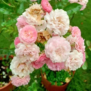 Pink Rose Seeds - 30 Pack - Cold Hardy, Fragrant Garden Flower Seeds - Image 8