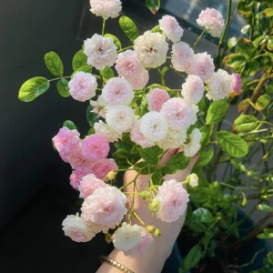 Pink Rose Seeds - 30 Pack - Cold Hardy, Fragrant Garden Flower Seeds - Image 9