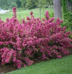 Pink Weigela Live Plant – Reblooming Shrub – 6-12 Inch Tall – 4 Inch Pot – Outdoor - Image 2