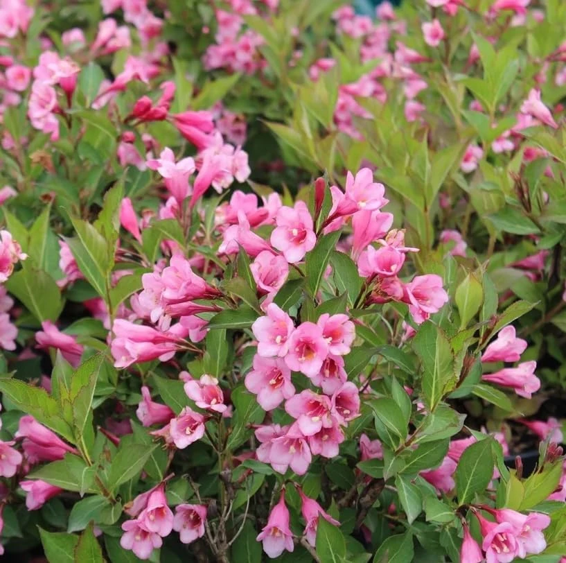 Pink Weigela Live Plant – Reblooming Shrub – 6-12 Inch Tall – 4 Inch Pot – Outdoor - Image 3