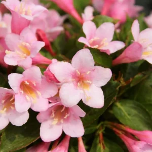 Pink Weigela Live Plant – Reblooming Shrub – 6-12 Inch Tall – 4 Inch Pot – Outdoor - Image 4
