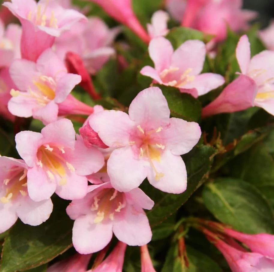 Pink Weigela Live Plant – Reblooming Shrub – 6-12 Inch Tall – 4 Inch Pot – Outdoor - Image 4