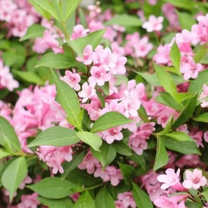 Pink Weigela Live Plant – Reblooming Shrub – 6-12 Inch Tall – 4 Inch Pot – Outdoor - Image 5