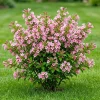 Pink Weigela Live Plant – Reblooming Shrub – 6-12 Inch Tall – 4 Inch Pot – Outdoor - Image 1