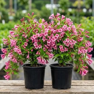 Pink Weigela Live Plants - Reblooming Flowering Shrub - 6-12 Inch Tall, 4 Inch Pot, Pack of 2, Outdoor - Image 5