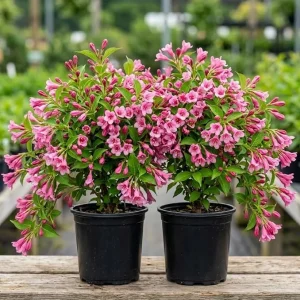 Pink Weigela Live Plants - Reblooming Flowering Shrub - 6-12 Inch Tall, 4 Inch Pot, Pack of 2, Outdoor - Image 7