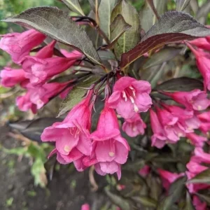 Pink Weigela Shrub Live Plant, Reblooming Bush, 6-12 Inch Tall, Quart Pot, Outdoor - Image 2