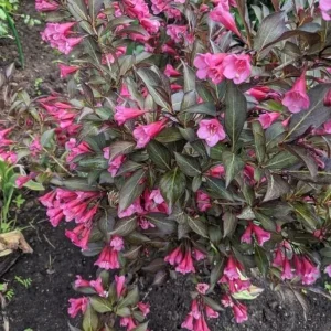 Pink Weigela Shrub Live Plant, Reblooming Bush, 6-12 Inch Tall, Quart Pot, Outdoor - Image 3