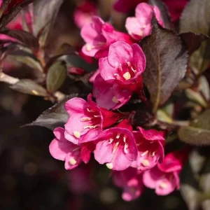 Pink Weigela Shrub Live Plant, Reblooming Bush, 6-12 Inch Tall, Quart Pot, Outdoor - Image 4