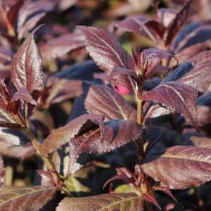 Pink Weigela Shrub Live Plant, Reblooming Bush, 6-12 Inch Tall, Quart Pot, Outdoor - Image 5