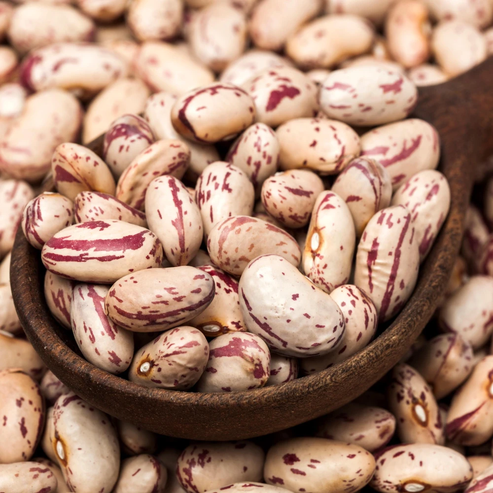 Pinto Bean Seeds - Heirloom Bush Variety - 15 Seeds - High Yield Garden Crop - Image 10
