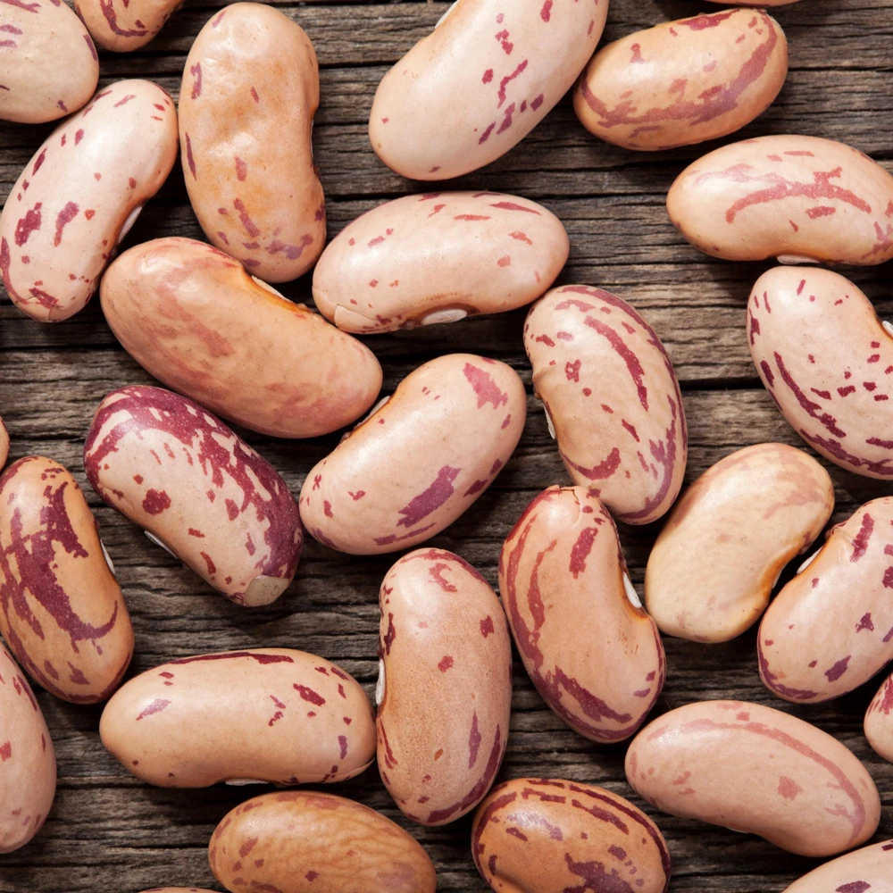 Pinto Bean Seeds - Heirloom Bush Variety - 15 Seeds - High Yield Garden Crop - Image 2